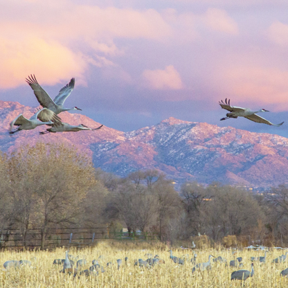 Sandhill Cranes Flying Over Sandia Mountains at Sunset Postcard