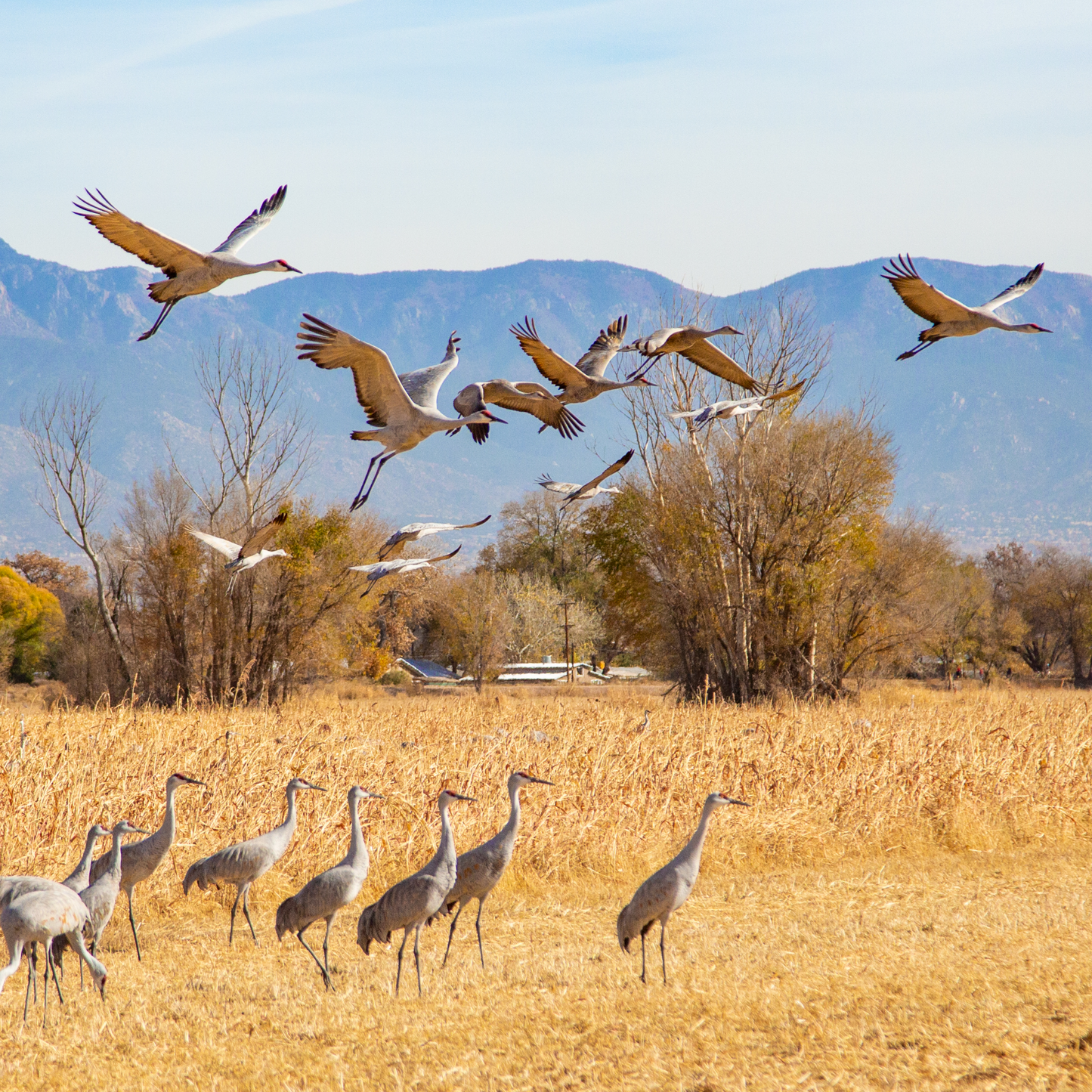 Sandhill Cranes Taking Off Postcard