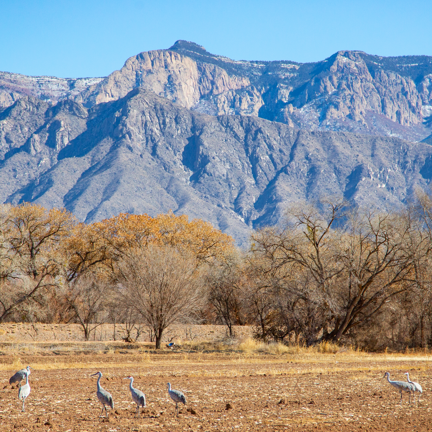 Sandhill Cranes and Winter Light Postcard