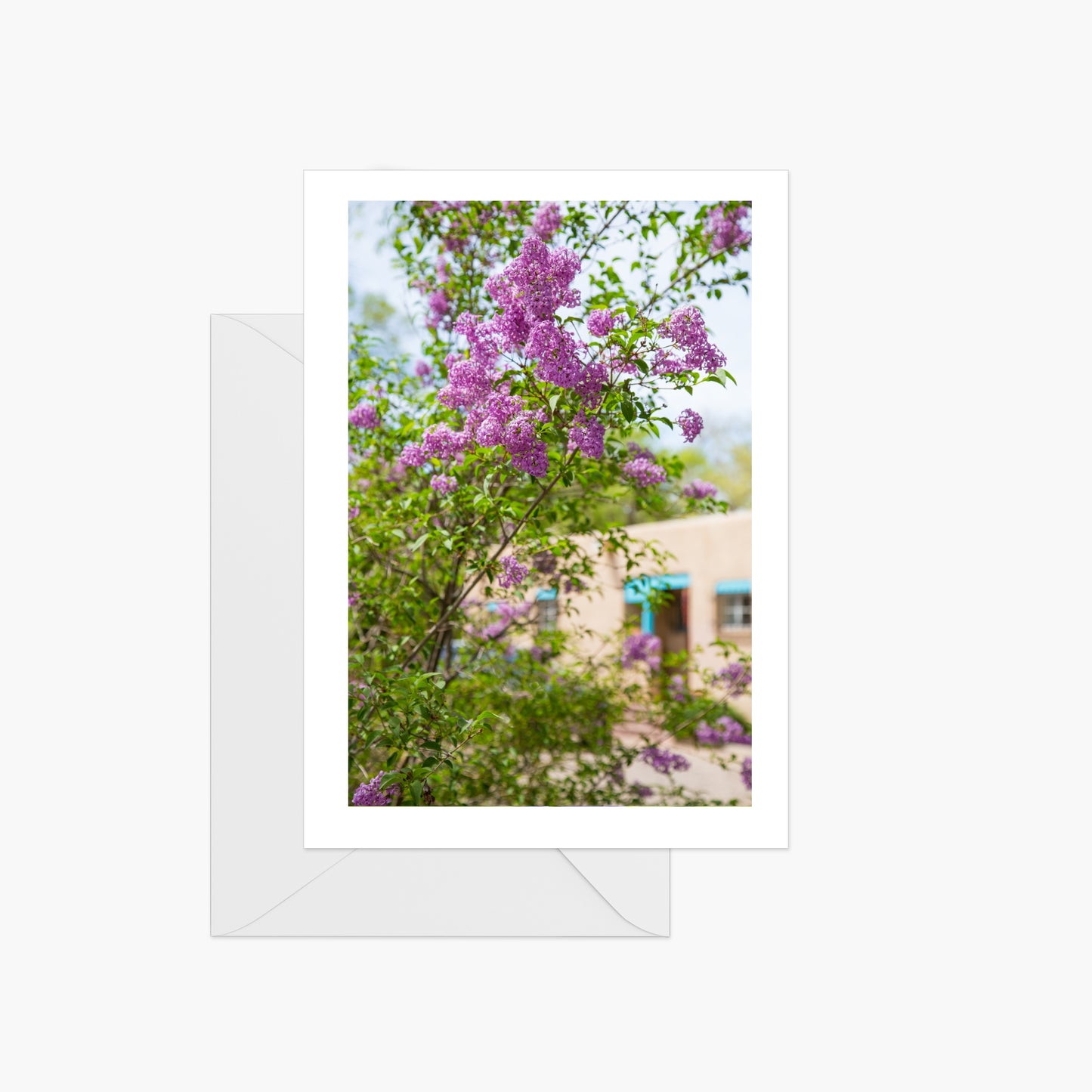 New Mexican Lilacs