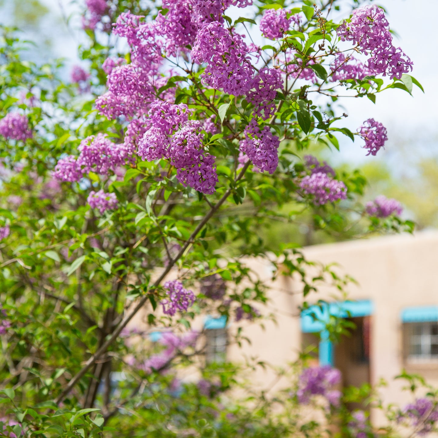 New Mexican Lilacs