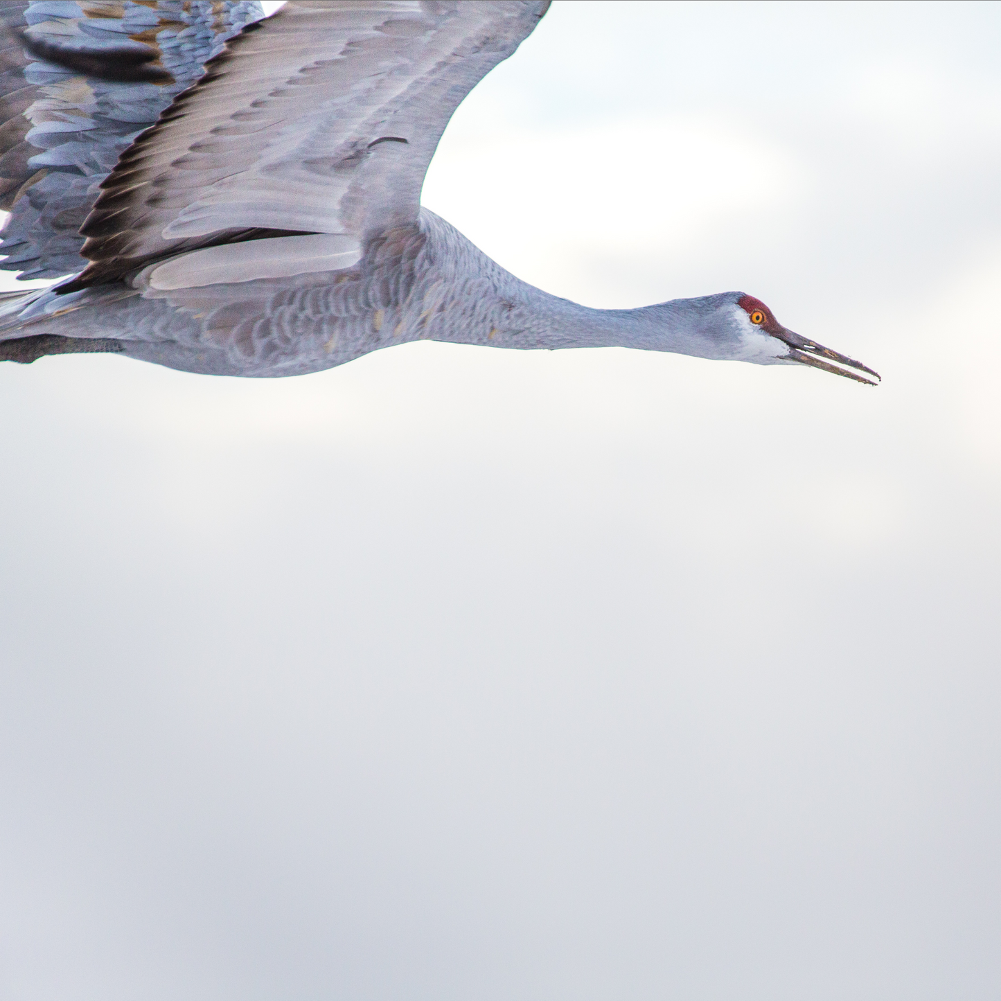Single Crane Flying Postcard