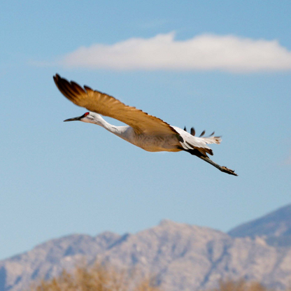 Single Crane Flying over Sandia Mountain's Potstcard