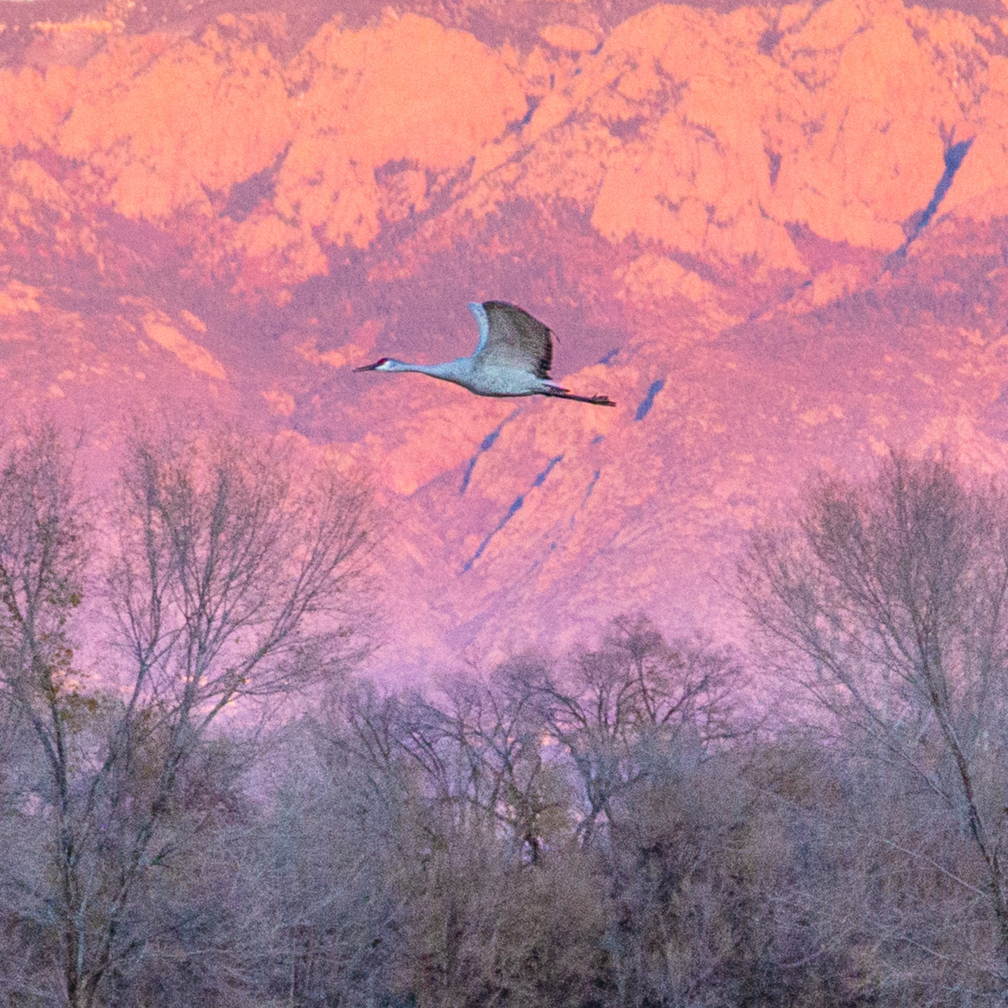 Single Crane Flying at Sunset