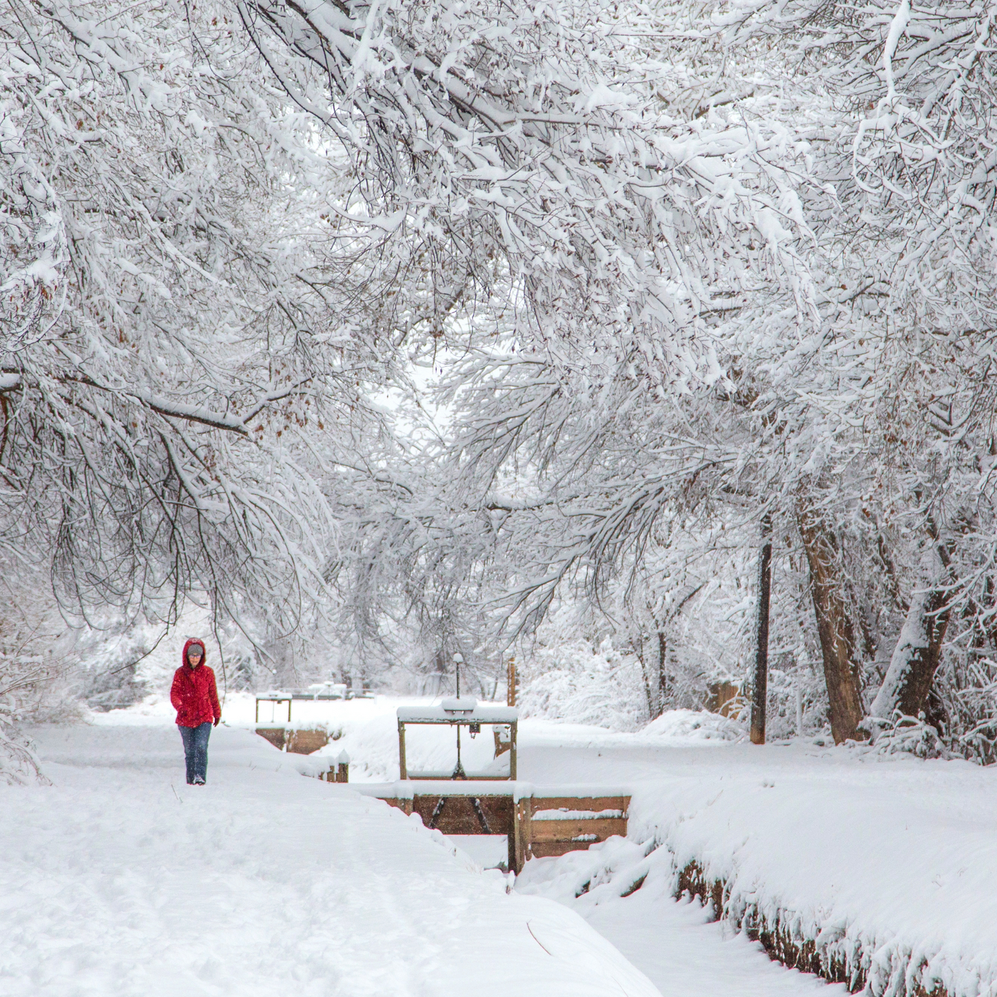 Snowy Winter Morning