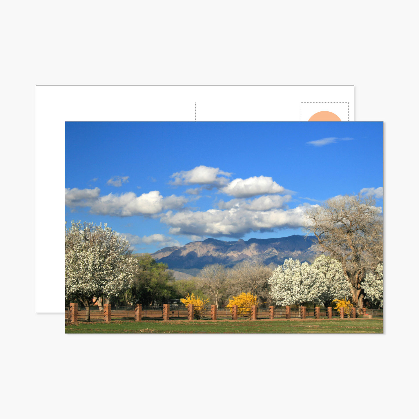 Spring Flowering Trees with Sandia Mountain's Postcard