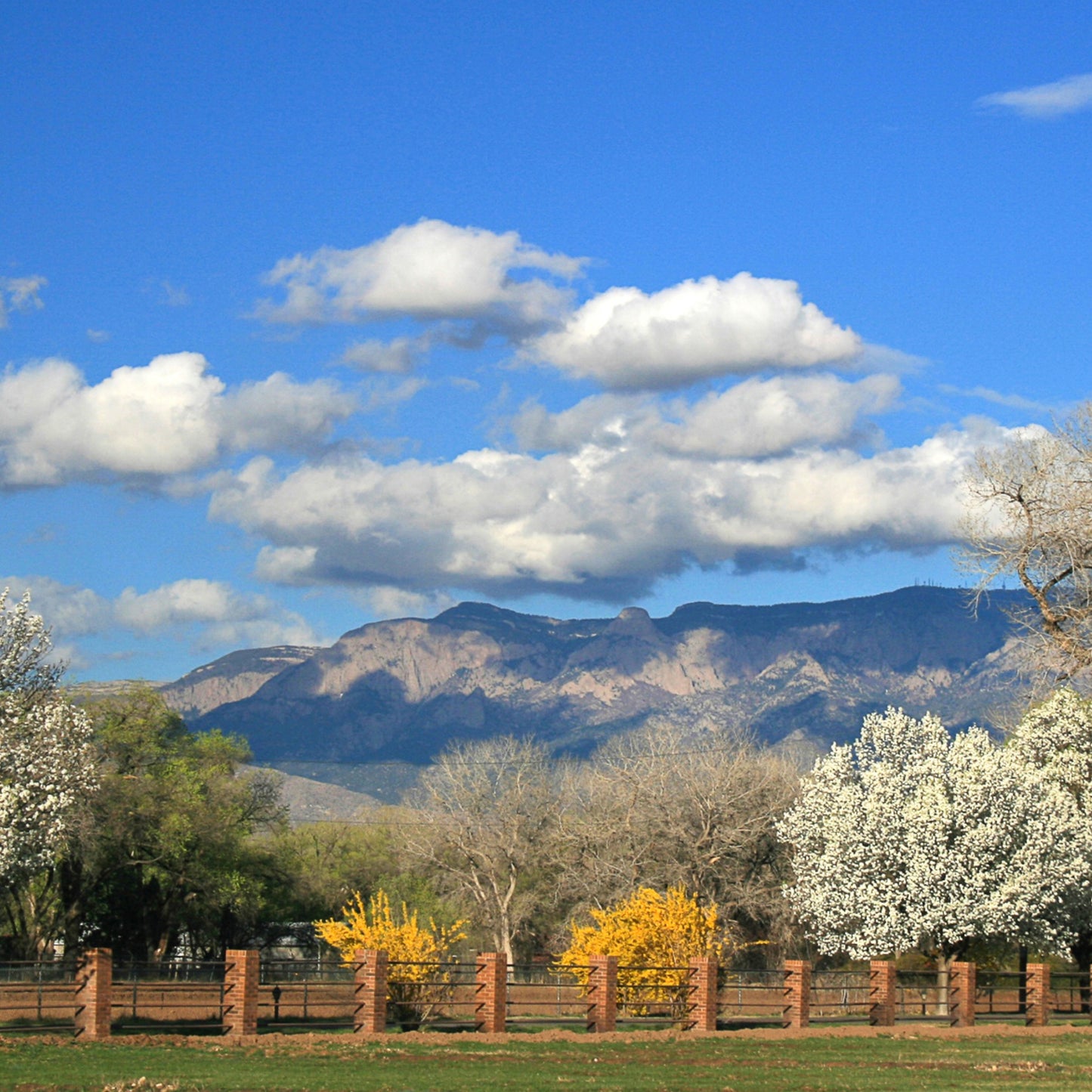 Sandia Mountains with Spring Landscape