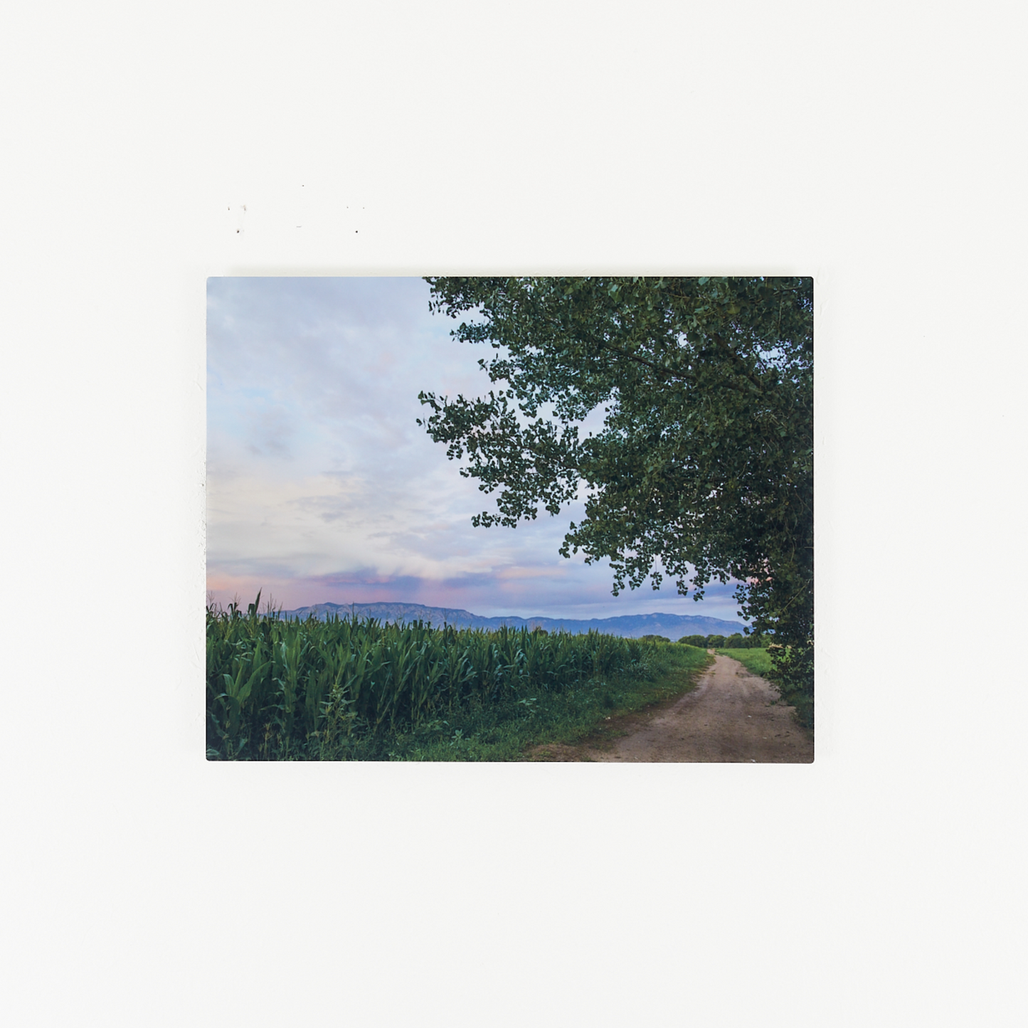 Summer Walks in the Corn Fields Metallic Print