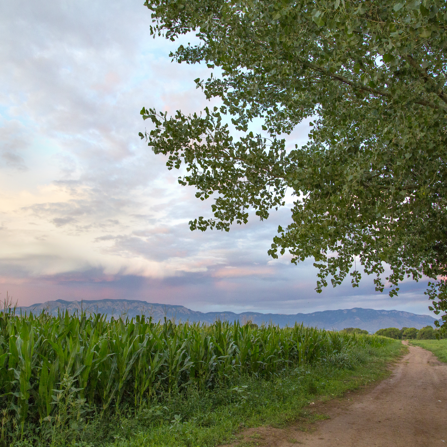 Summer Walks in the Corn Fields Metallic Print