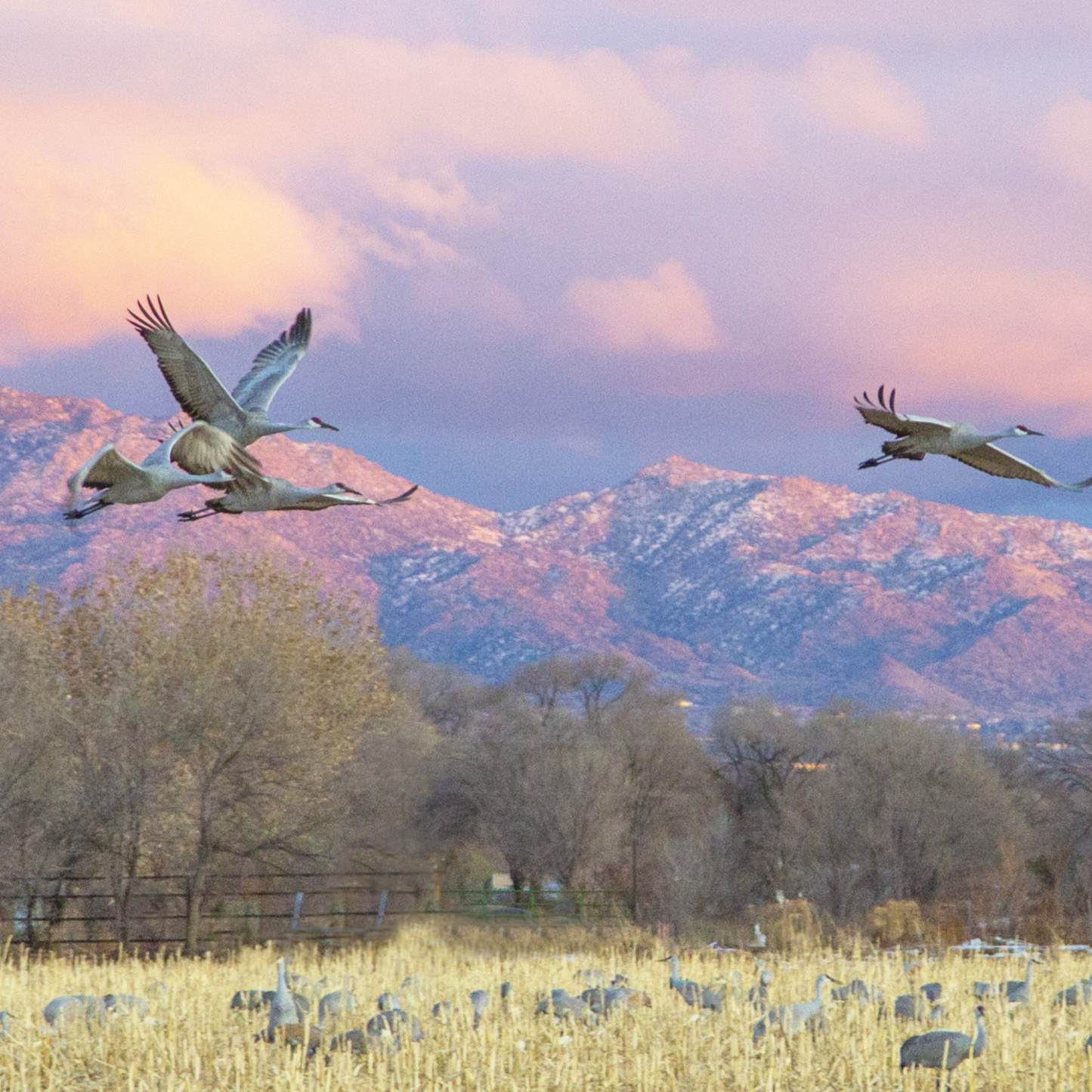 Sandhill Cranes Flying at Sunset