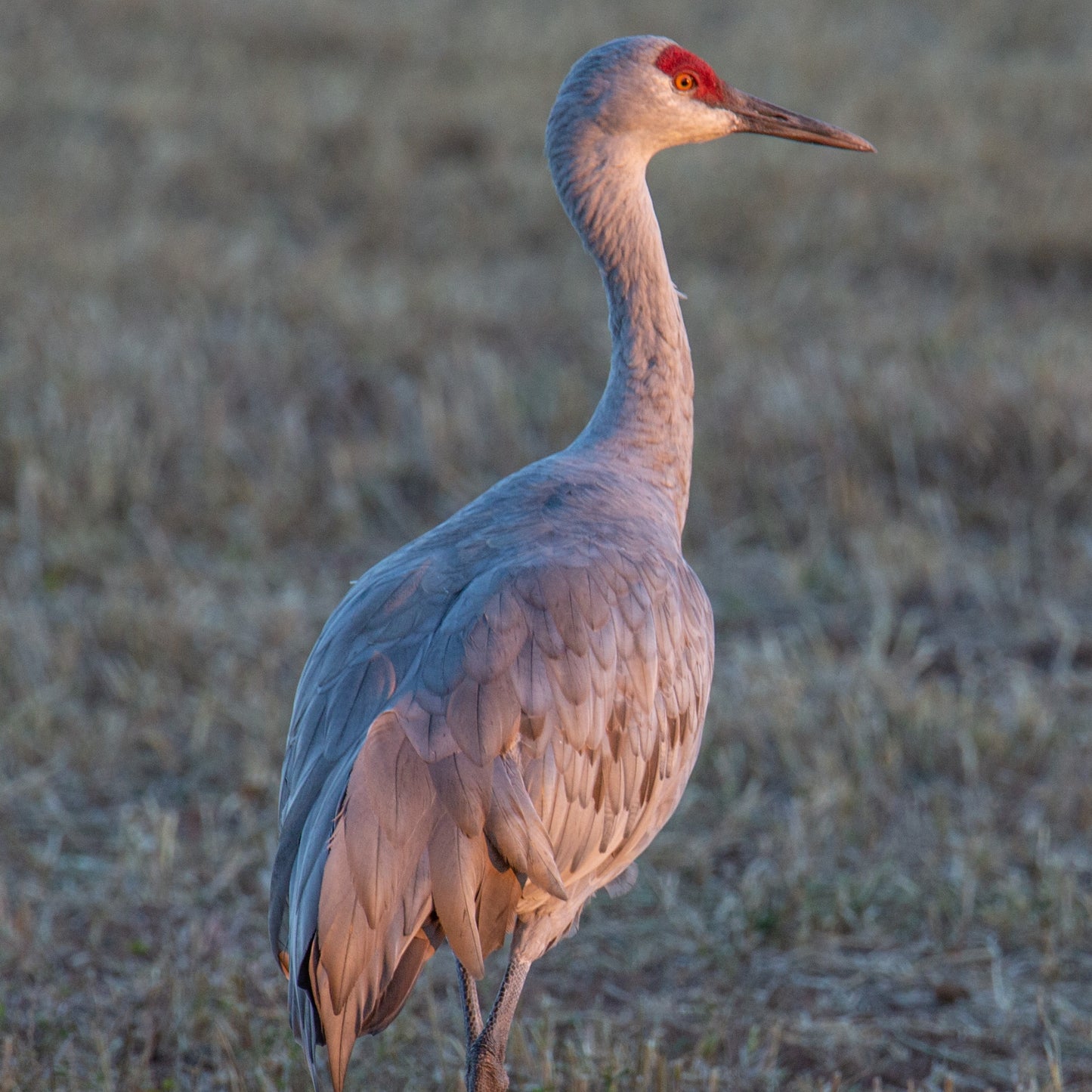 Sunset Sandhill Crane Visions
