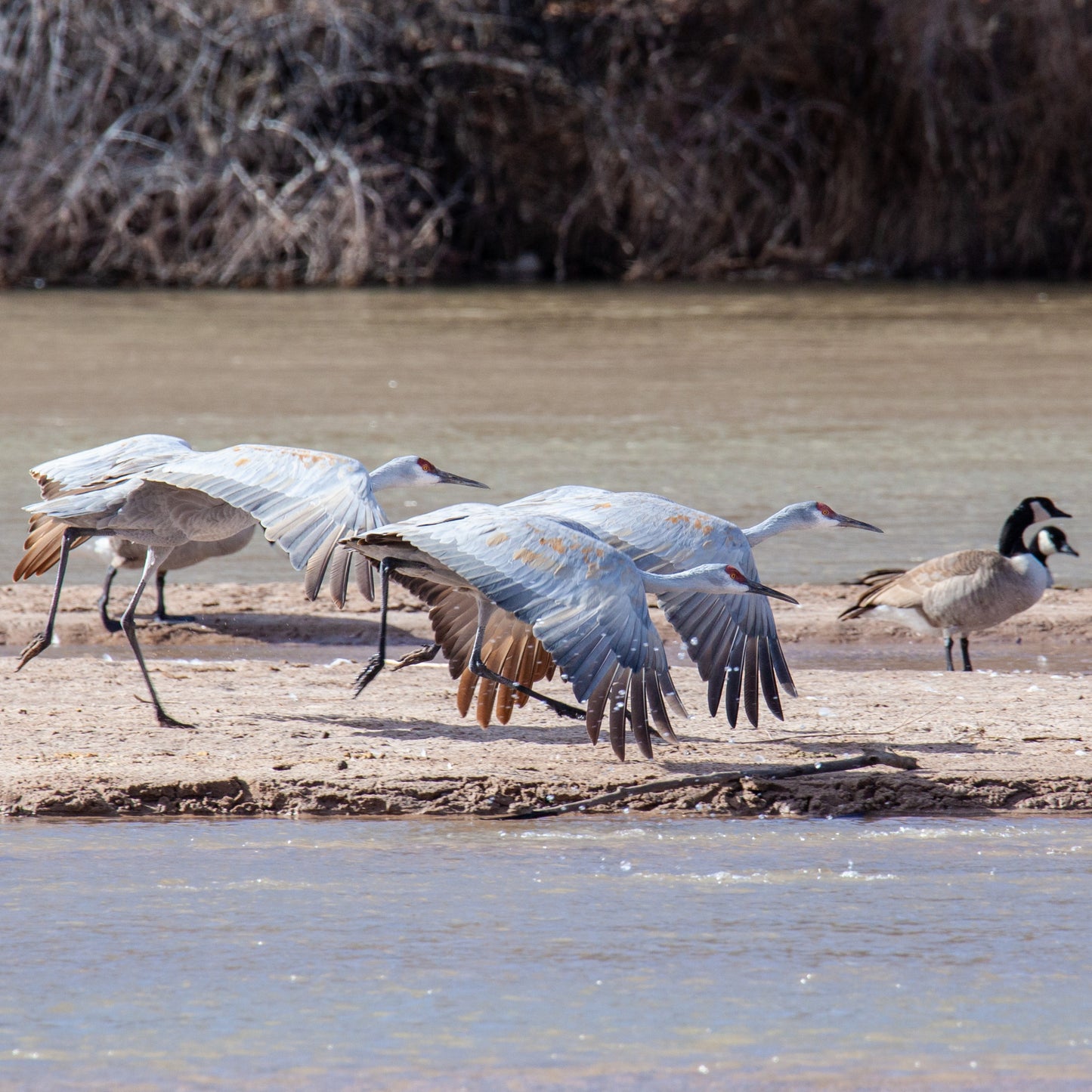 Taking Off Sandhill Cranes and Canada Geese
