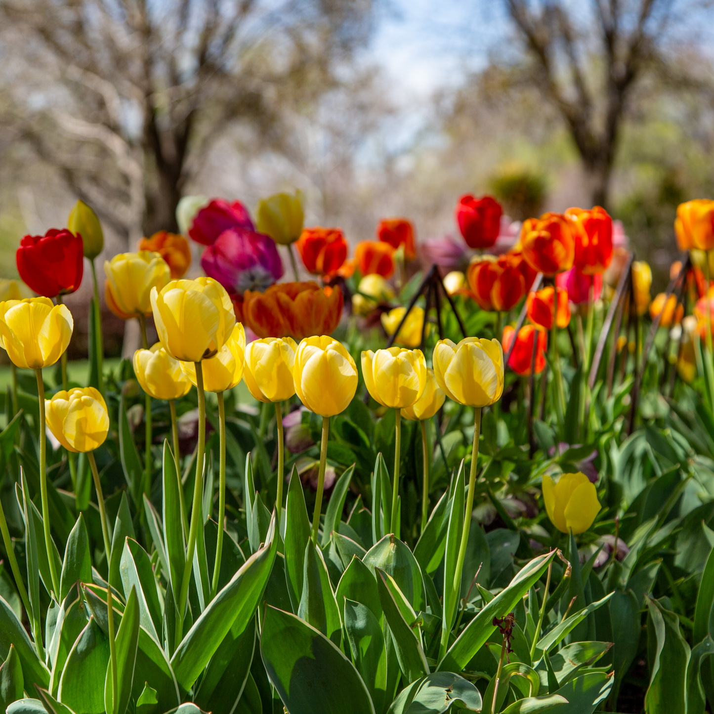 Tulips in Garden