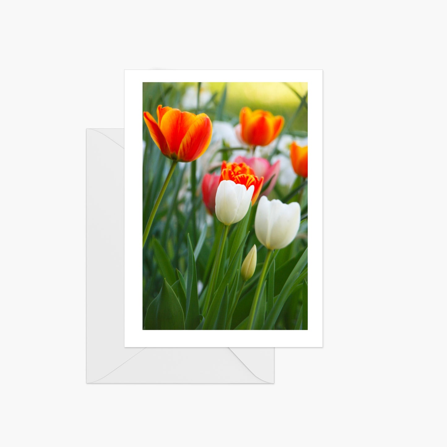 Tulips