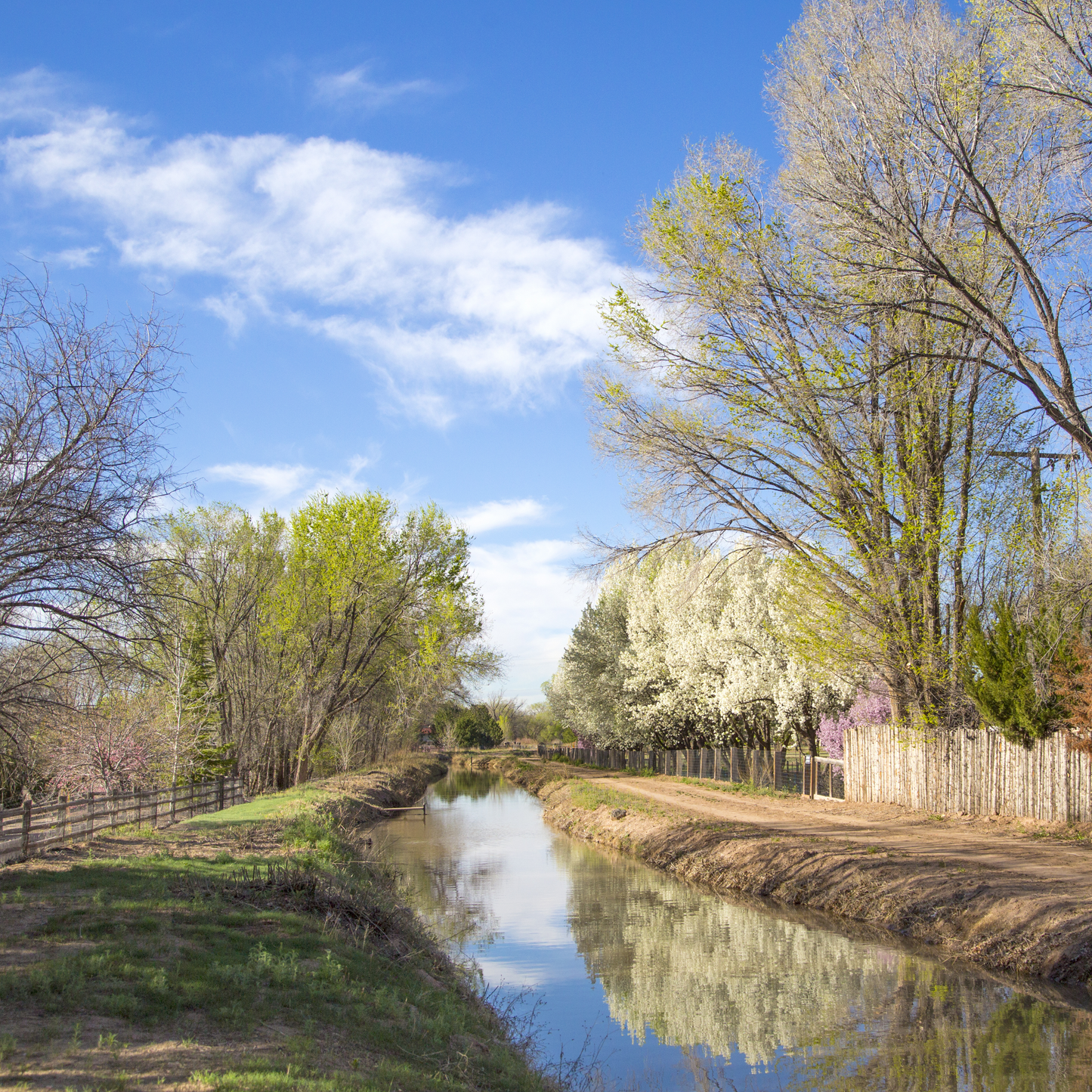 White Flowering Trees on Ditch Postcard