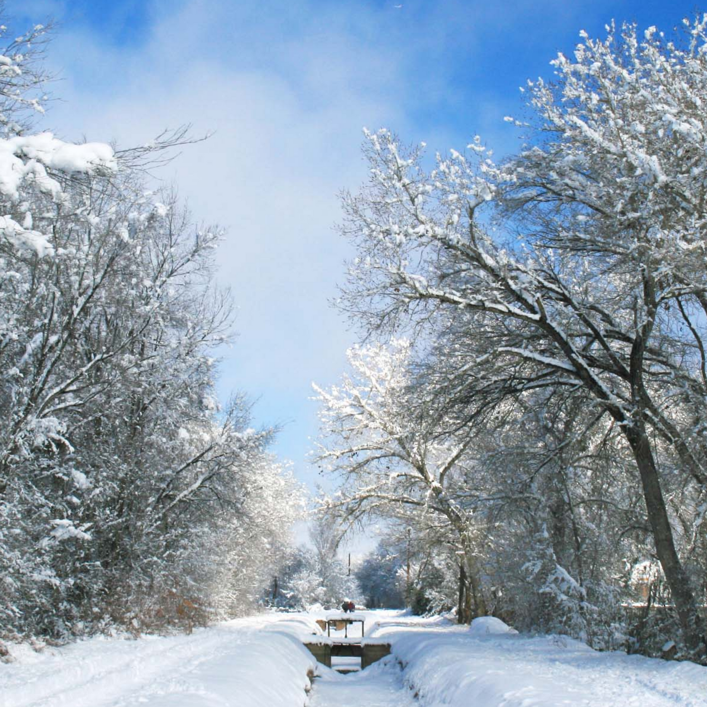 Winter Ditch Covered in Snow Postcard