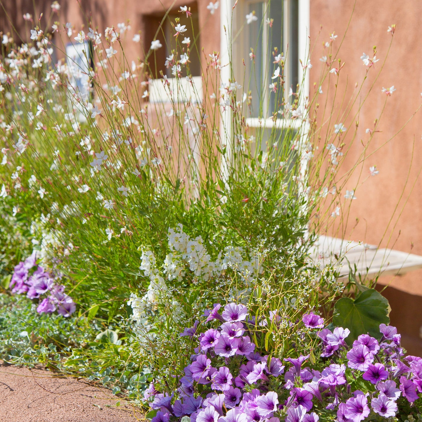 Adobe Flowers