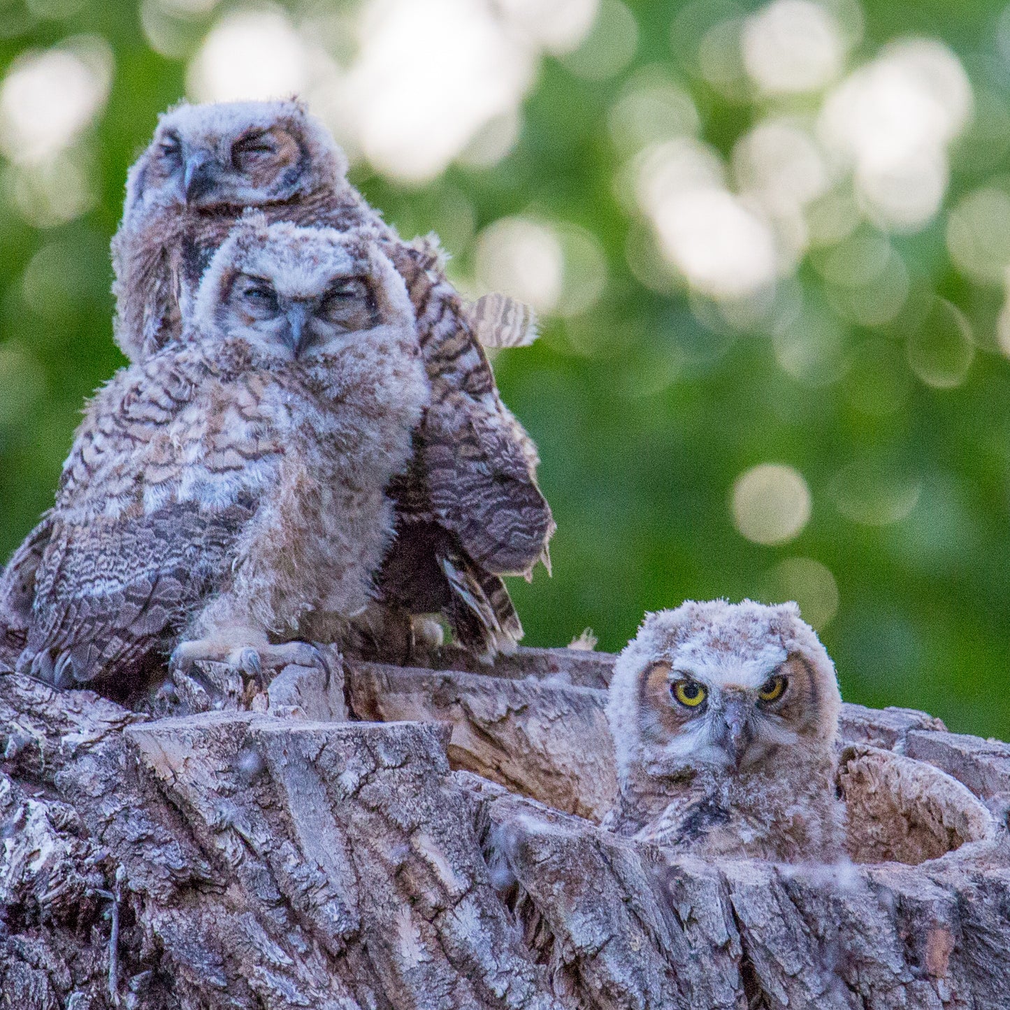 Baby Owls