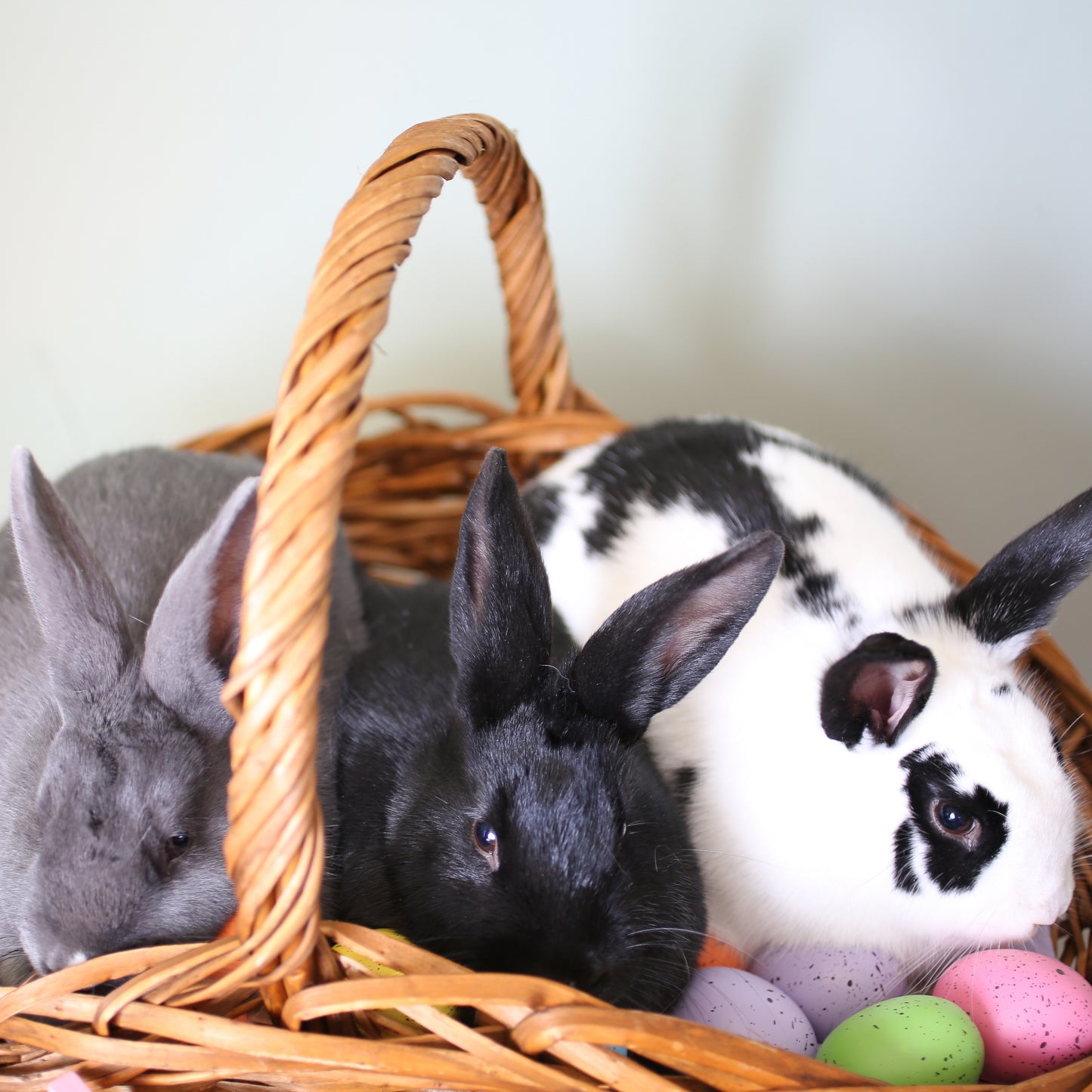 Basket of Bunnies