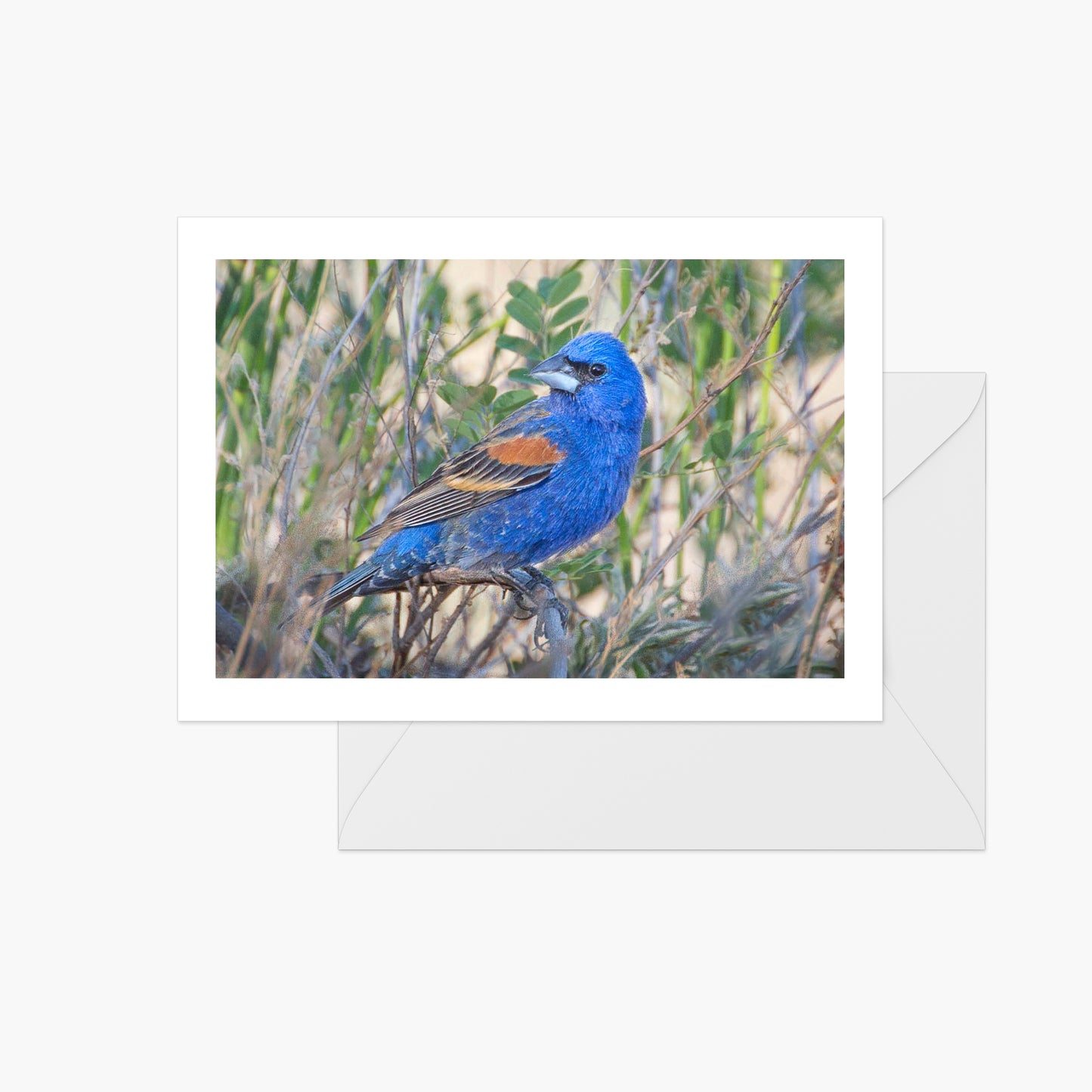 Blue Grosbeak