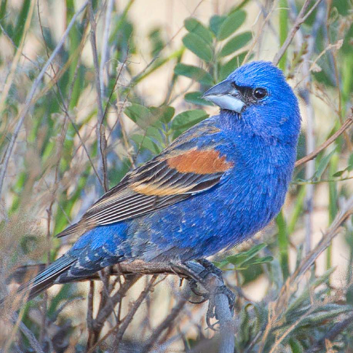 Blue Grosbeak