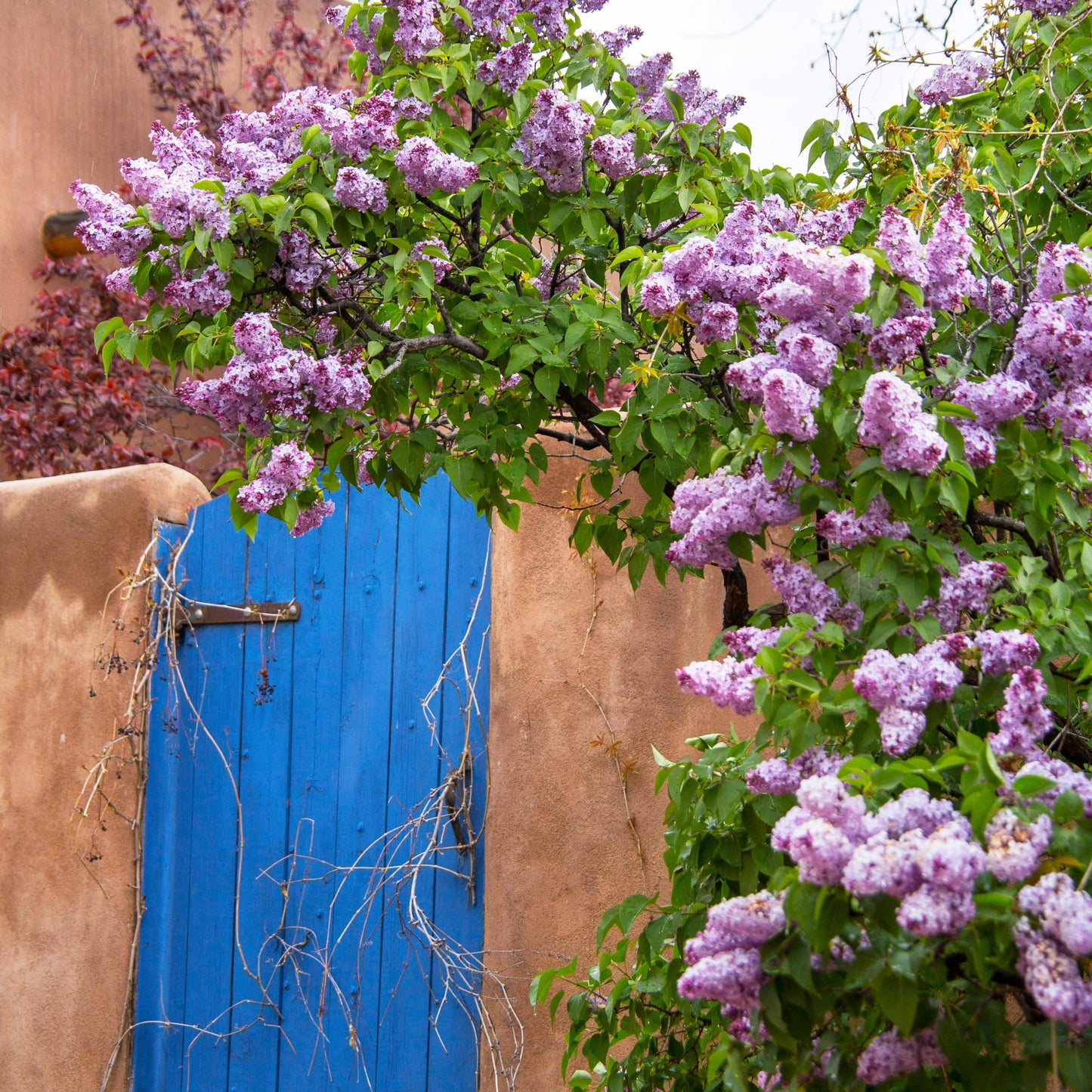 Blue Gate with Lilacs