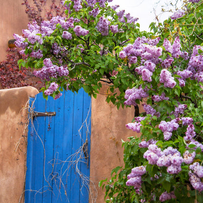 Blue Gate with Lilacs