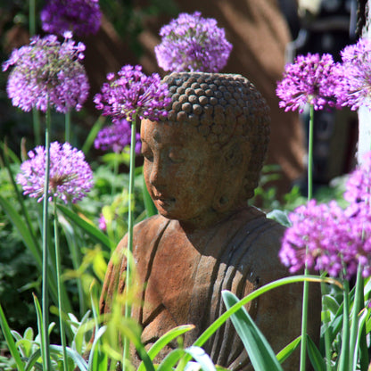 Buddha Purple Allium