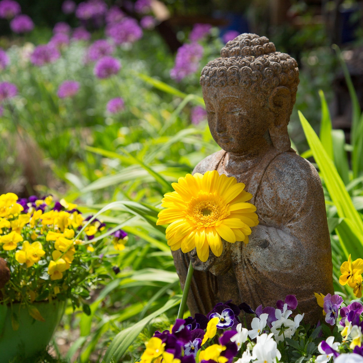 Buddha with Gerbera Daisy