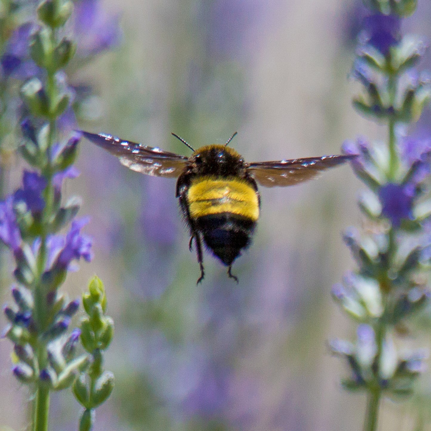 Bumble Bee Delights