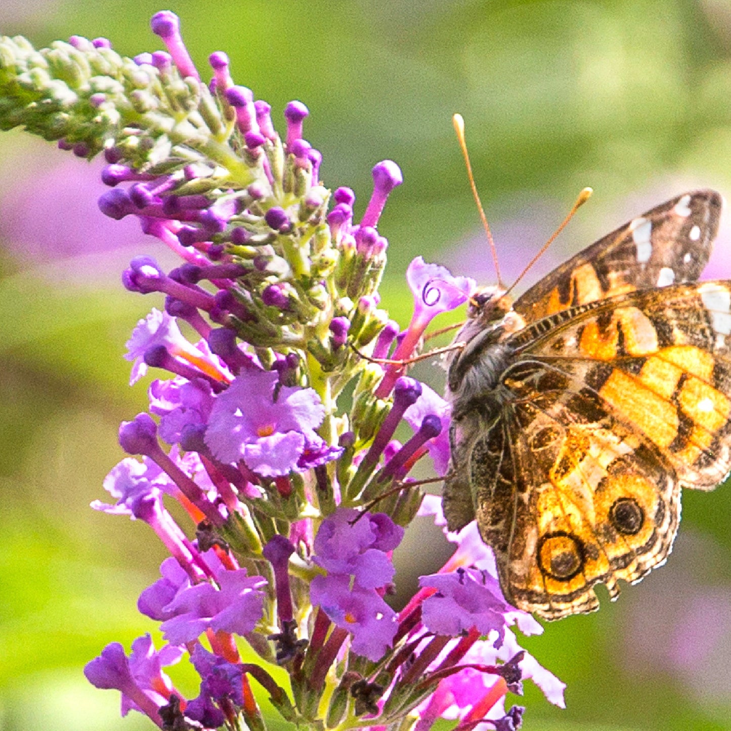 Butterfly Moth