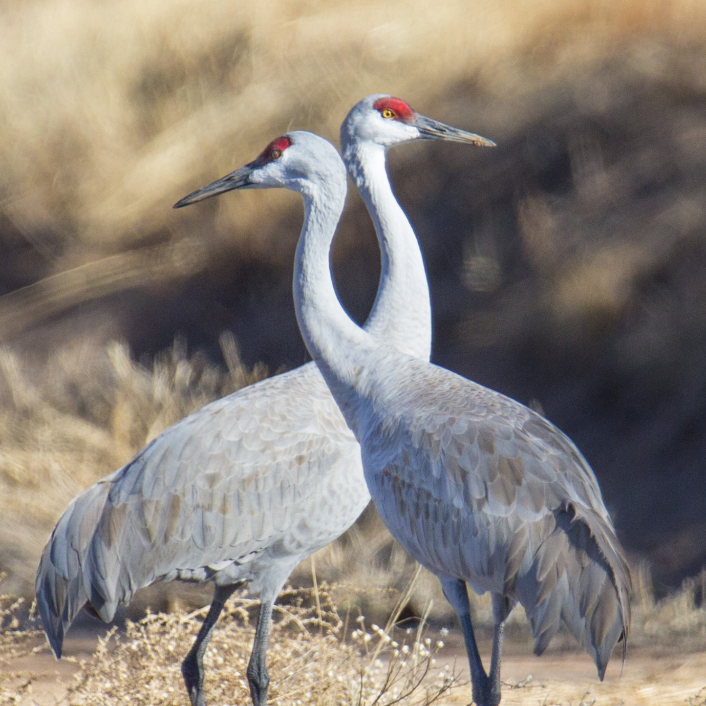 Sandhill Cranes in Love