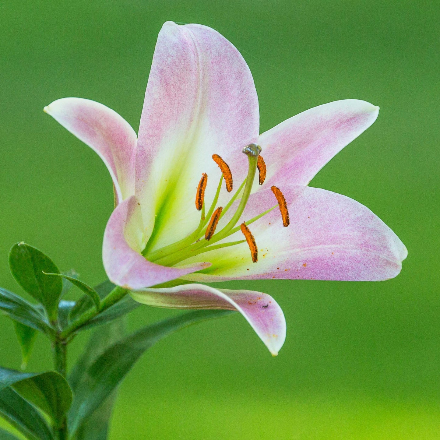 Easter Lilly