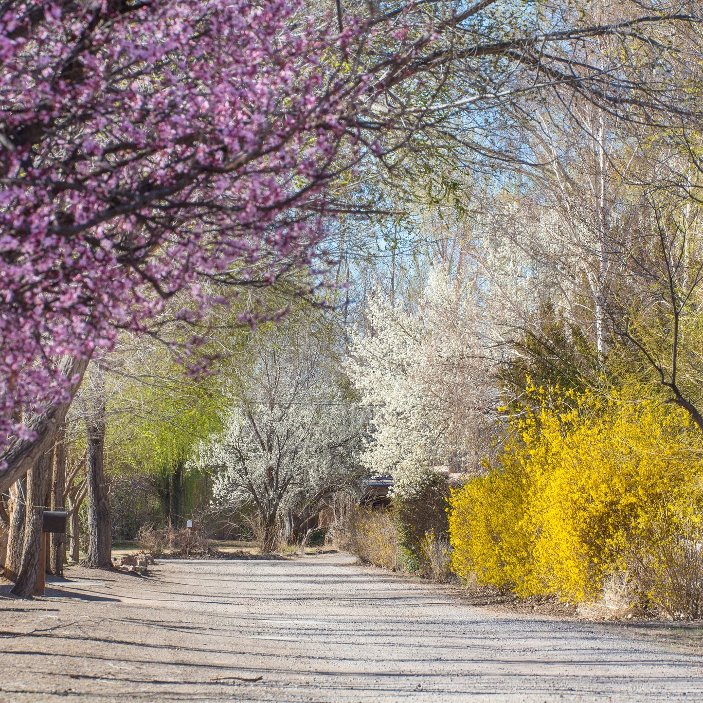 Blooming Trees and Forsythia