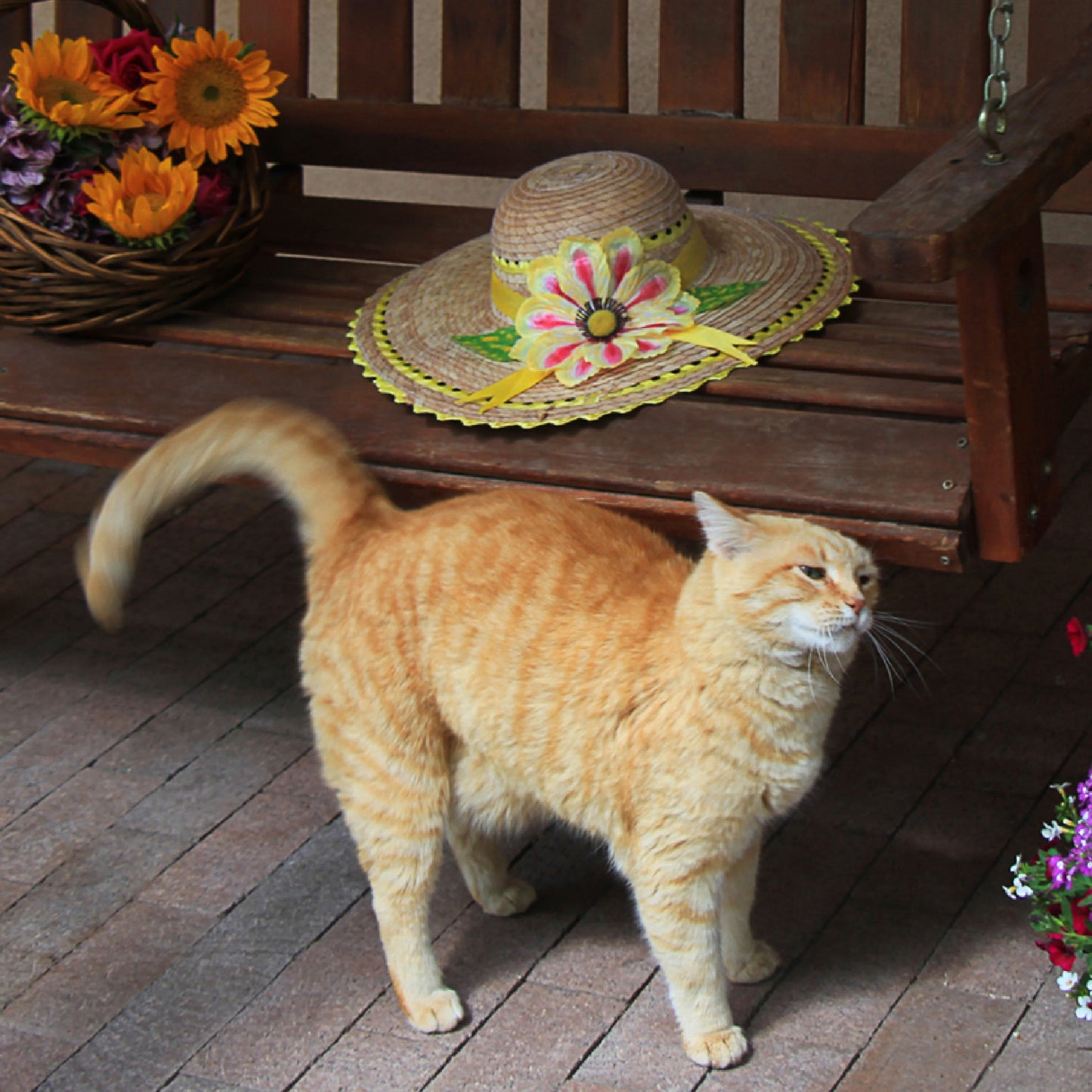 Ginger Cat by Porch Swing