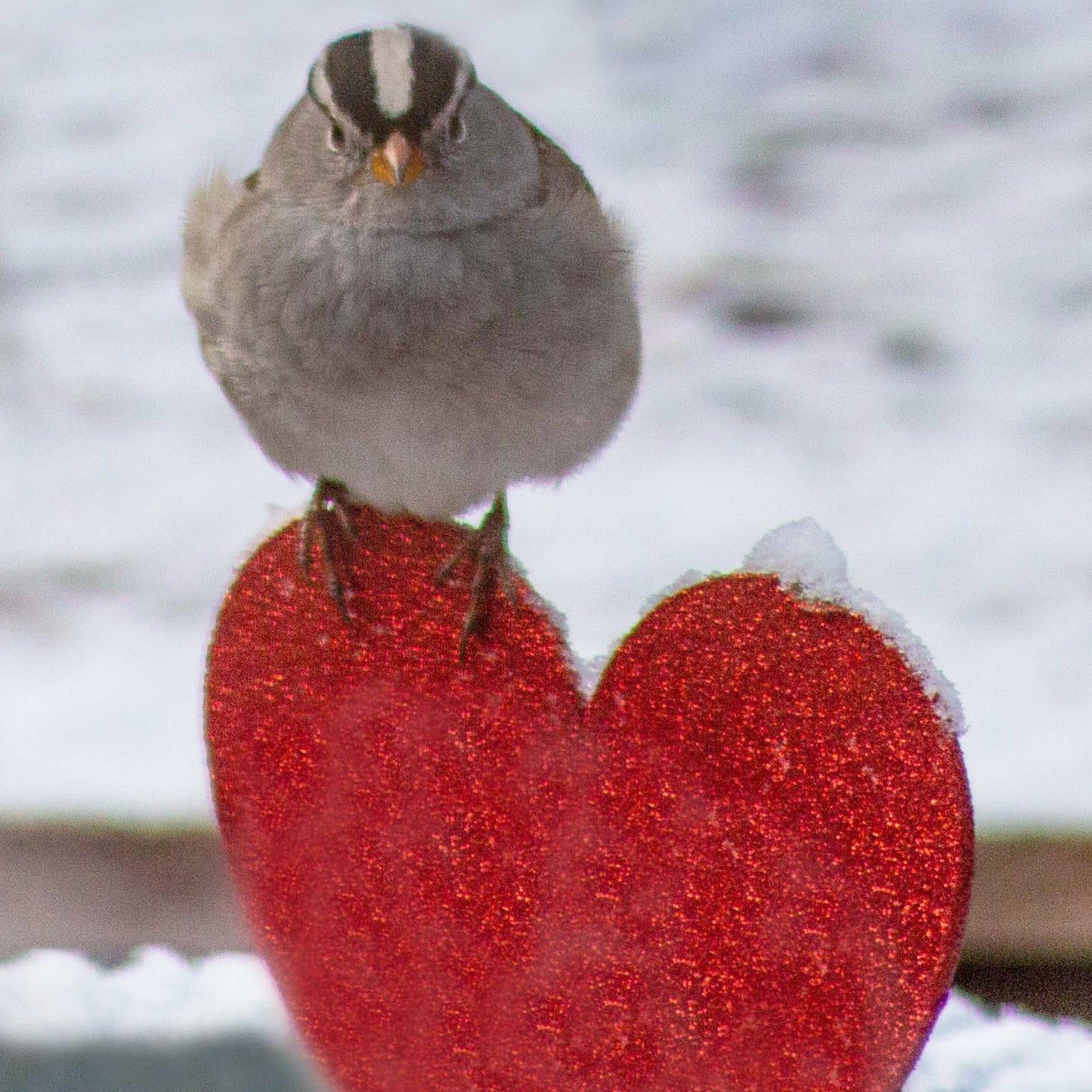 Sparrow Heart