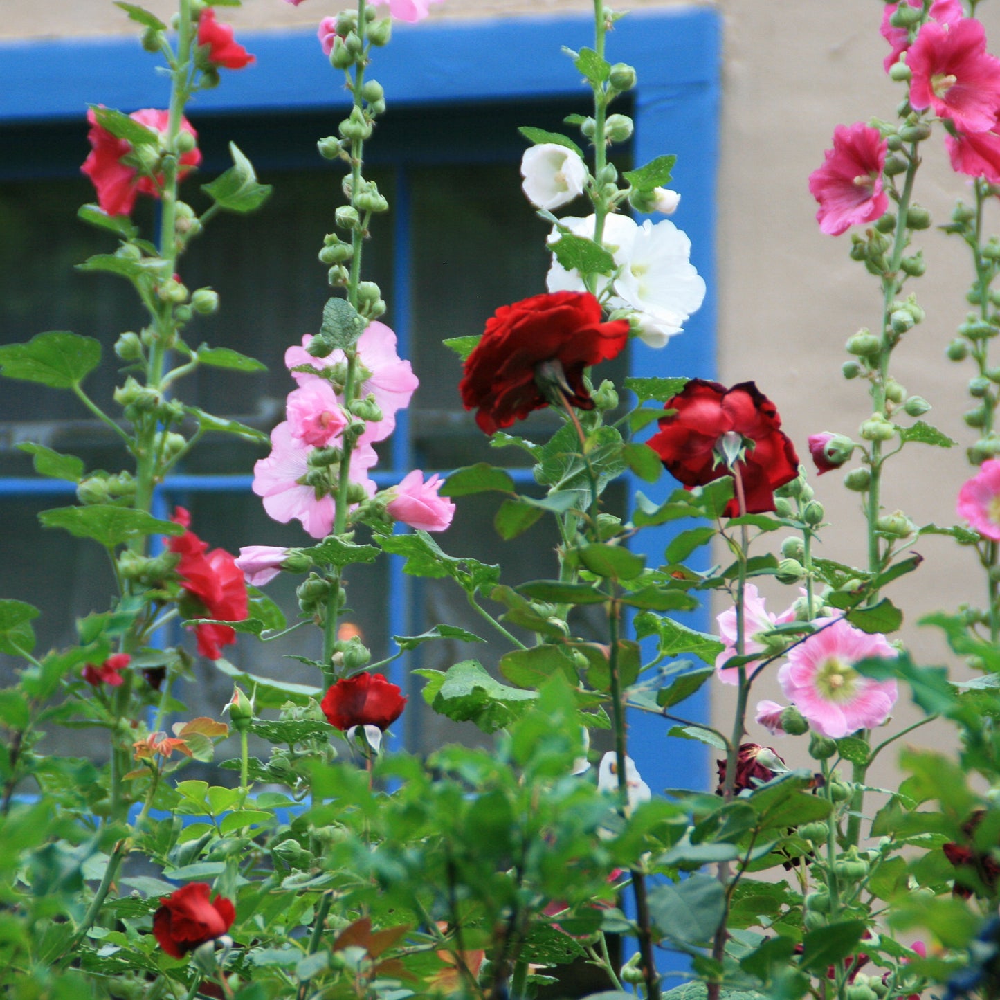 Santa Fe Garden Roses and Hollyhocks
