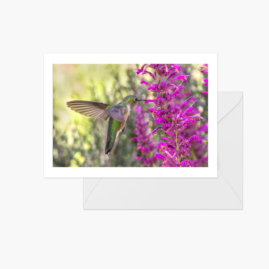 Hummingbird Pollinating Agastache