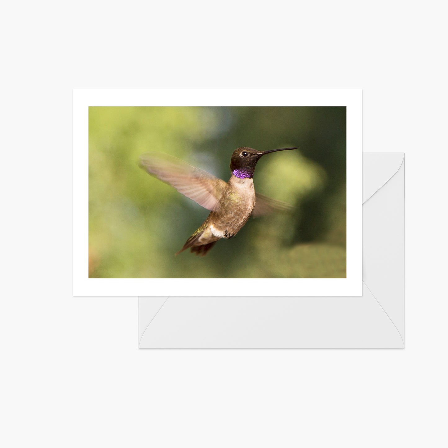 Male Black-Chinned Hummingbird