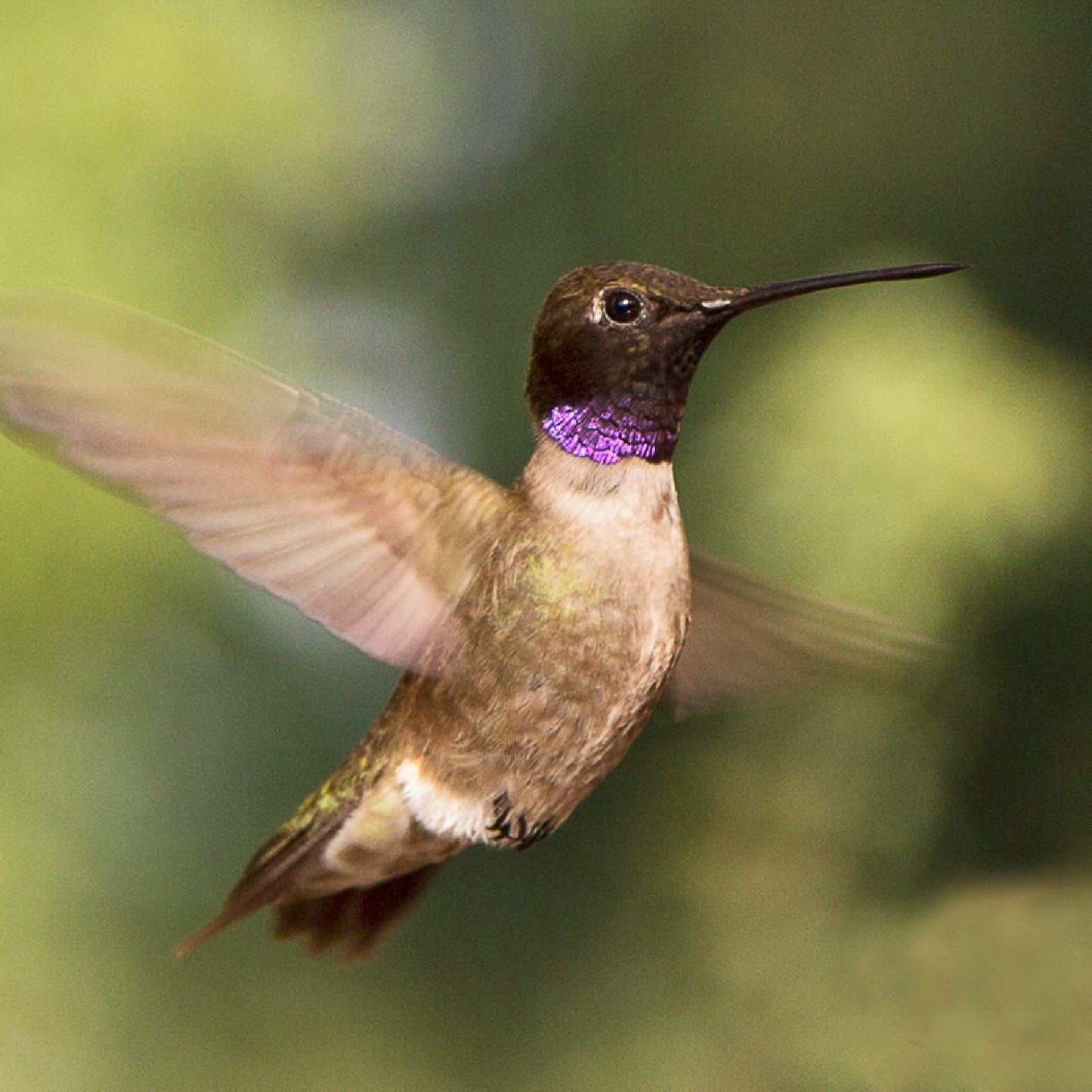 Male Black-Chinned Hummingbird