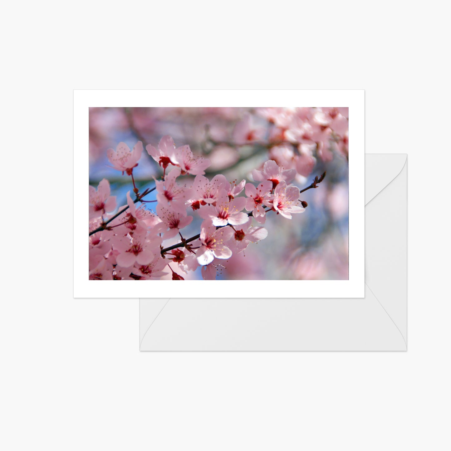 Cherry Blossoms