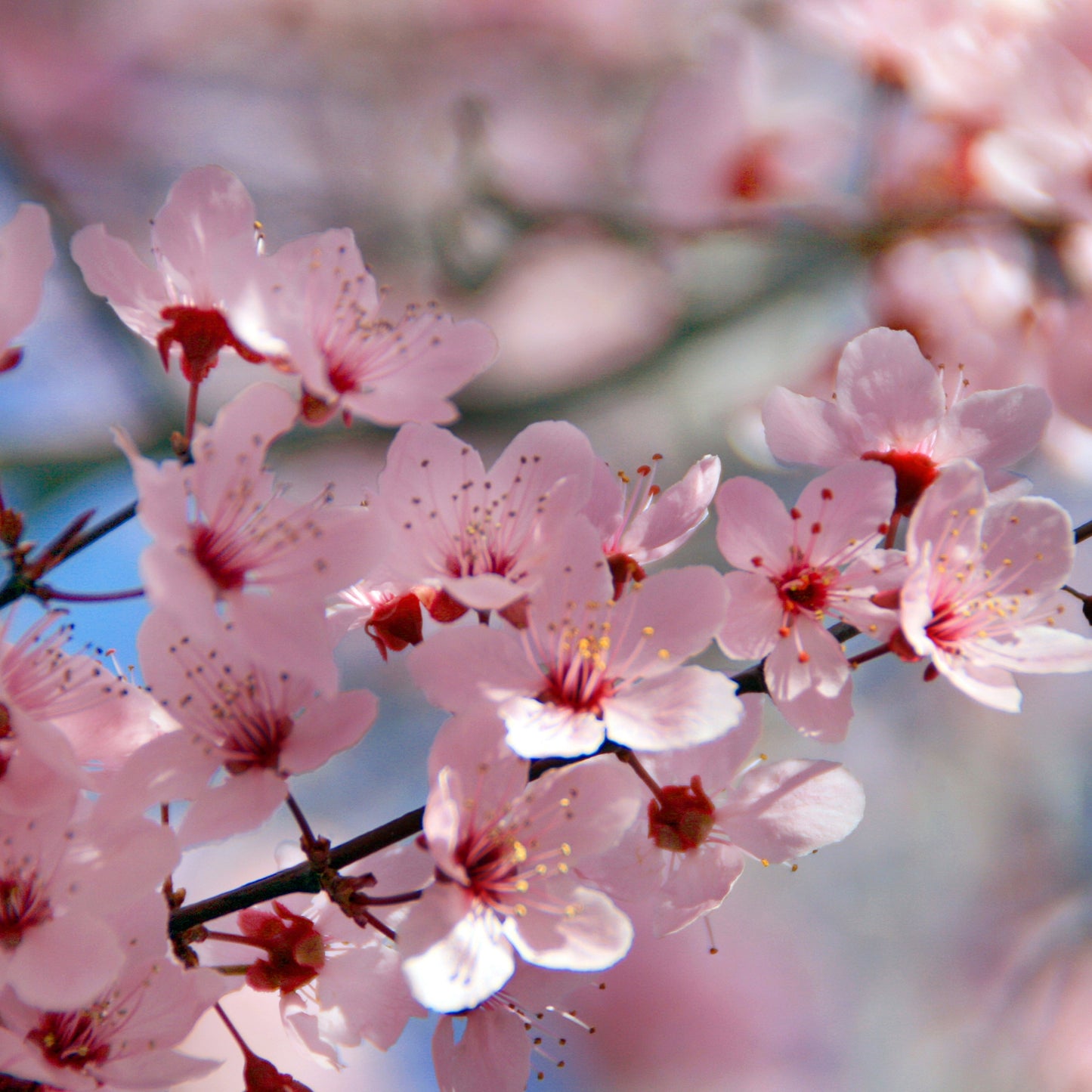 Cherry Blossoms