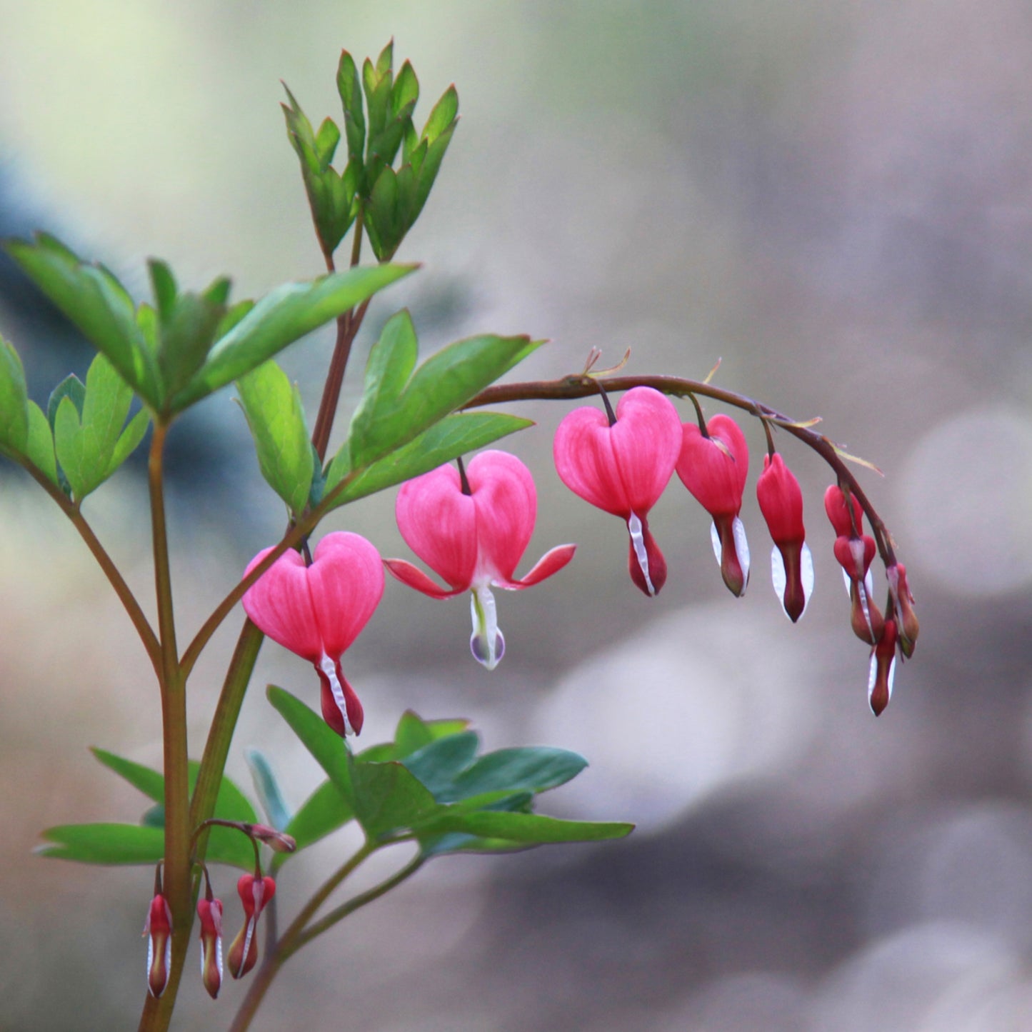 Heart Flowers