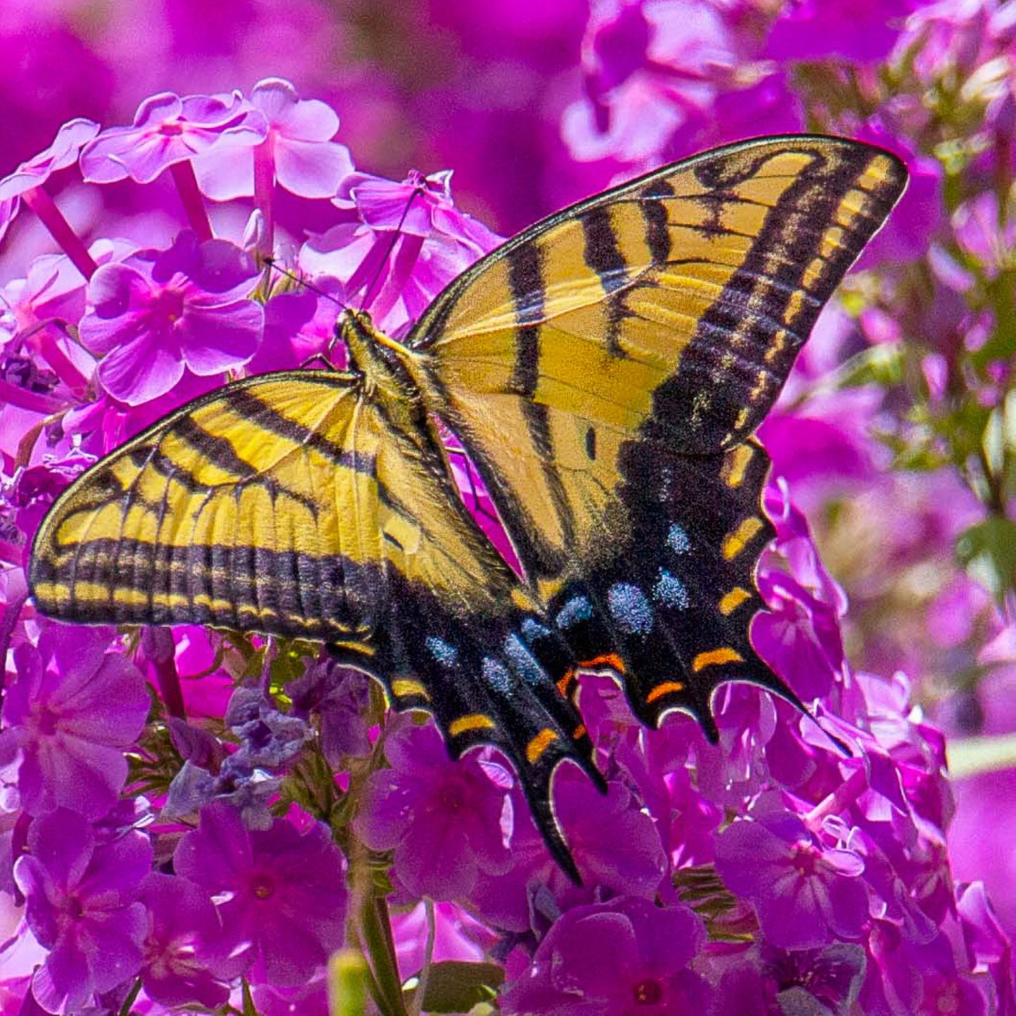 Swallowtail Bathed in Pink
