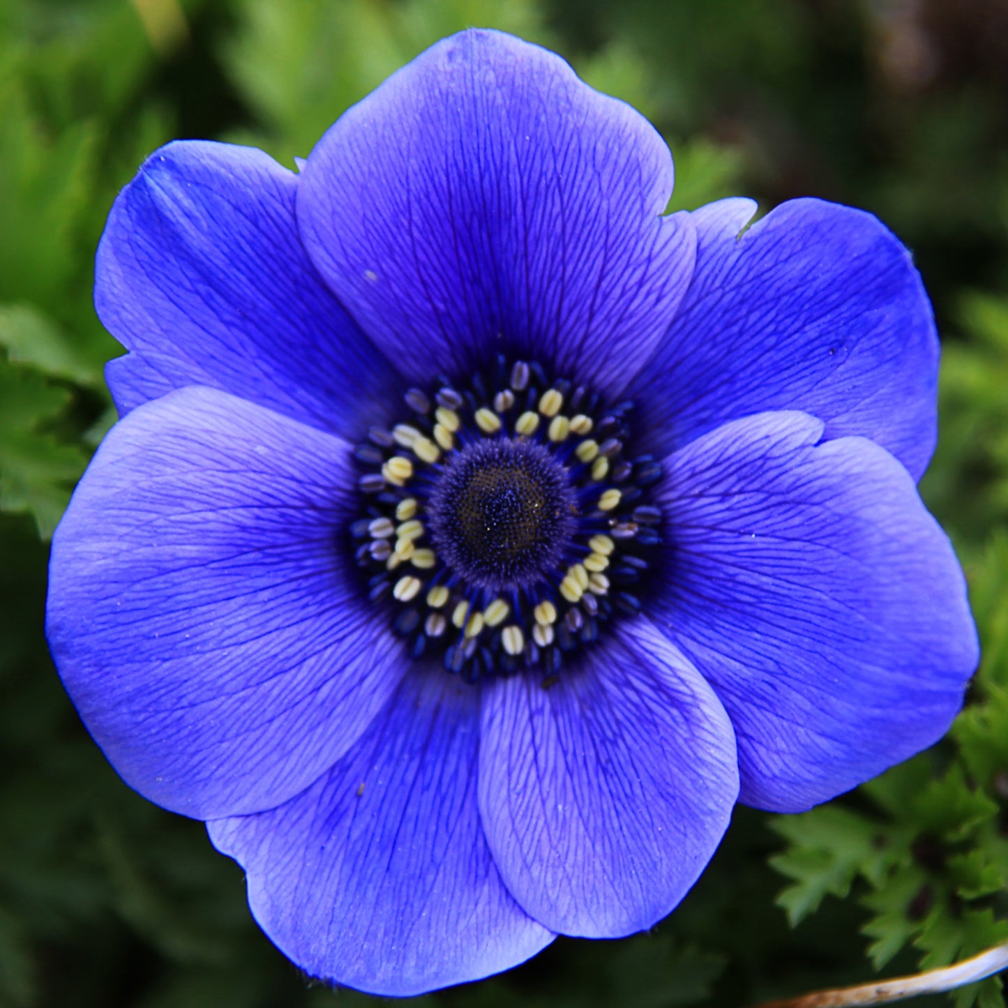 Blue Divine Anemone