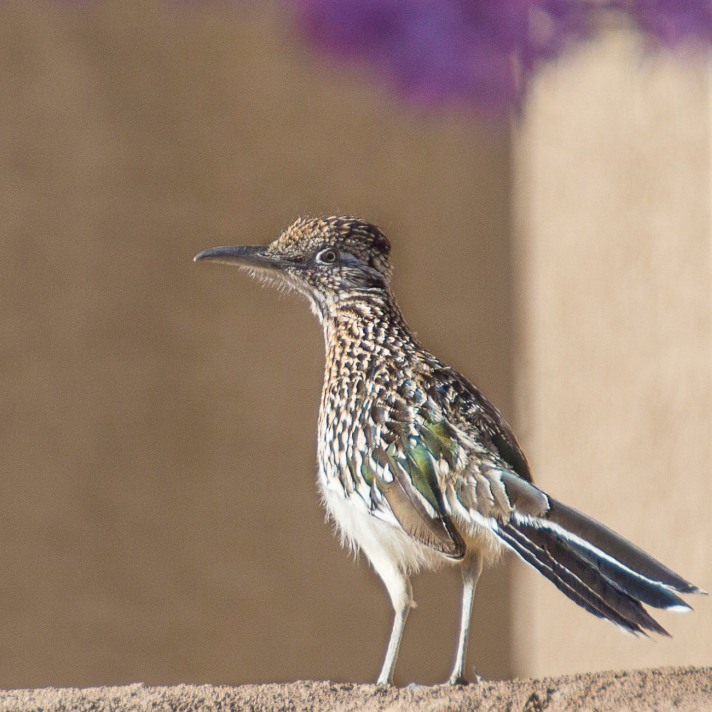 Spring Roadrunner