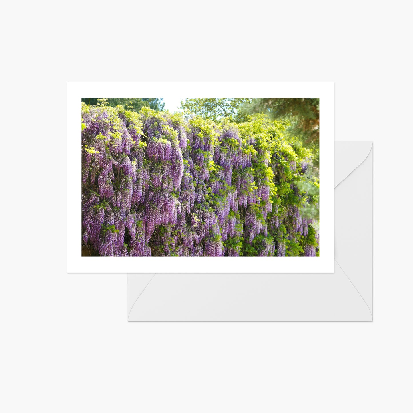 Purple Wisteria