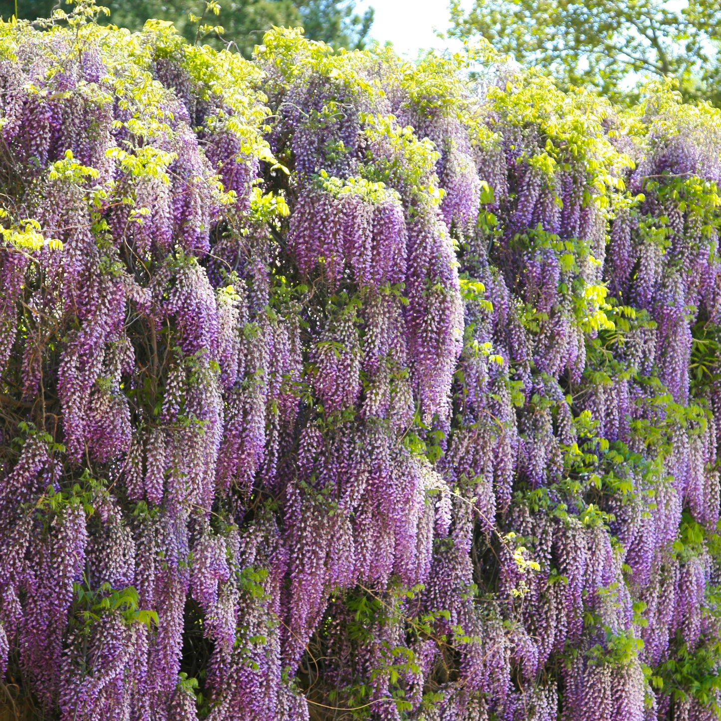 Purple Wisteria