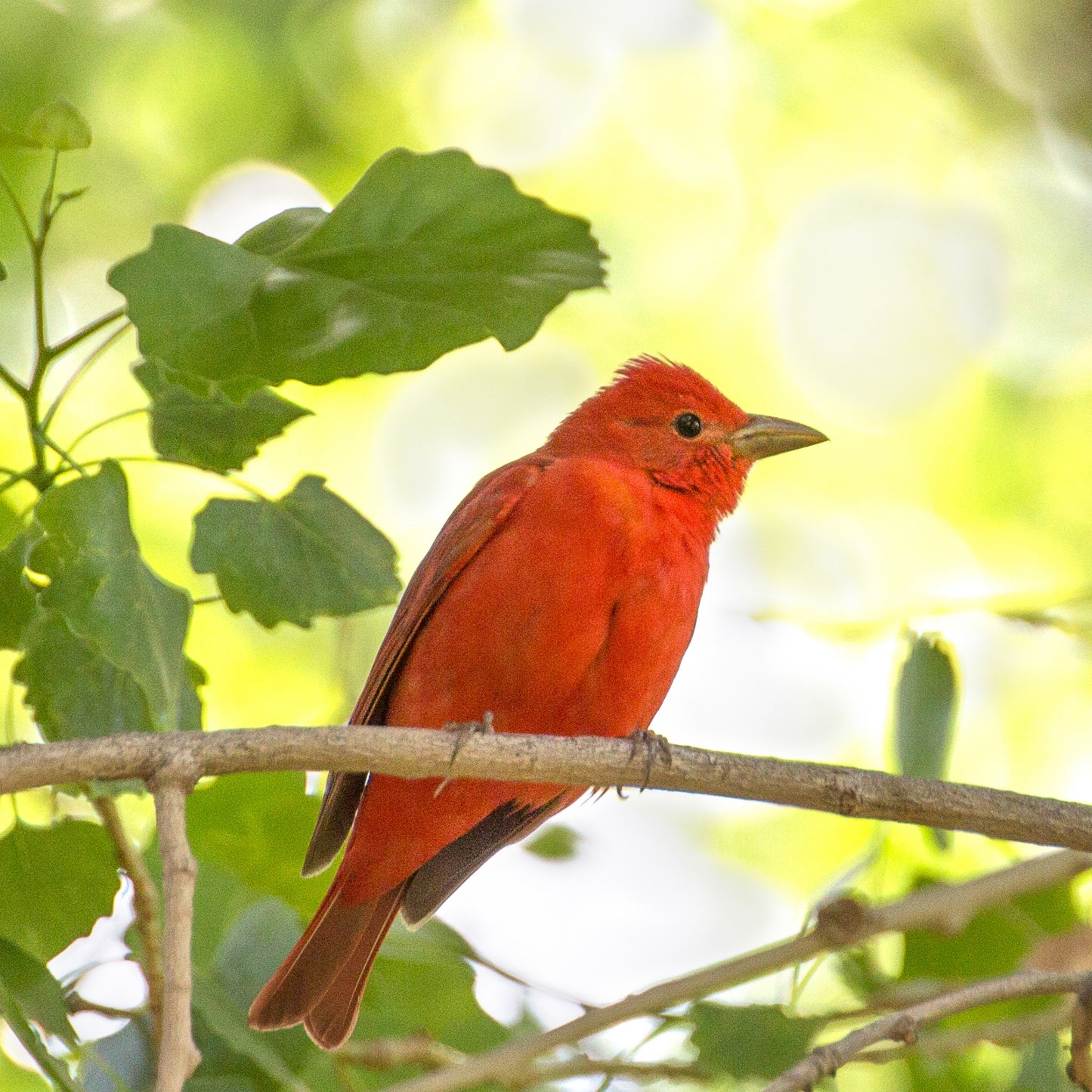 Summer Tanager