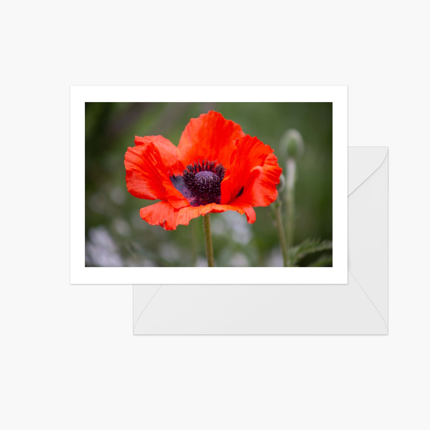 Red Poppy